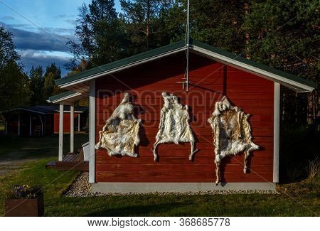 Real , Authentic Deer Hide In Lapland / Finland