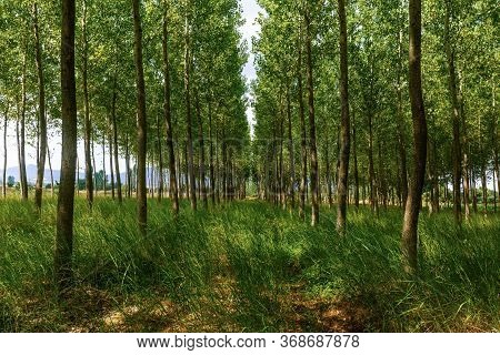 Sunny Summer Day Symmetric Trees/trees In Line