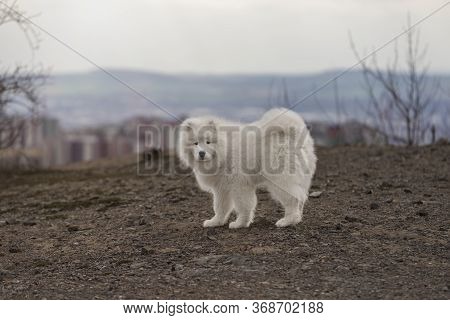 Samoyed - Samoyed Beautiful Breed Siberian White Dog. Four Months Old Puppy On A Walk.