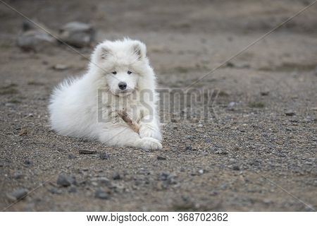 Samoyed - Samoyed Beautiful Breed Siberian White Dog. Four Months Old Puppy On A Walk.
