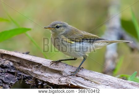 Common Chiffchaff (phylloscopus Collybita) Looking Curiously On Dry Tree Stump In Spring Time