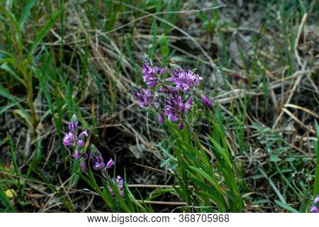 Blooming Tufted Milkwort, Polygala Comosa.tufted Milkwort (polygala Comosa)