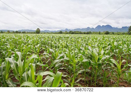 Kukorica farm