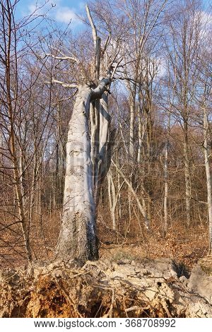 A Large Uprooted Tree In The Forest
