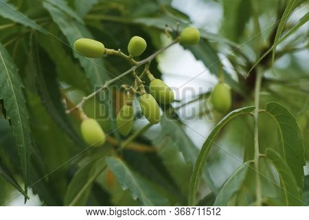 Azadirachta Indica, Commonly Known As Neem, Nimtree Or Indian Lilac