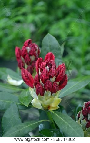Rhododendron Nova Zembla in garden. Season of flowering azaleas (rhododendron).