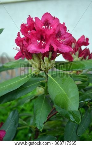 Rhododendron Nova Zembla in garden. Season of flowering azaleas (rhododendron).