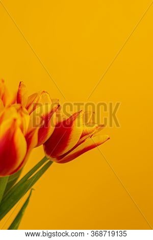 Red And Yellow Tulips On A Yellow Background