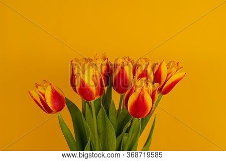 Red And Yellow Tulips On A Yellow Background