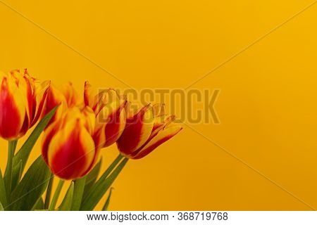 Red And Yellow Tulips On A Yellow Background