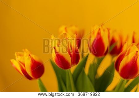 Red And Yellow Tulips On A Yellow Background