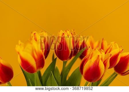 Red And Yellow Tulips On A Yellow Background