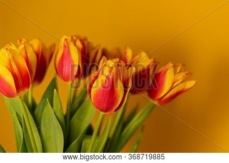 Red And Yellow Tulips On A Yellow Background