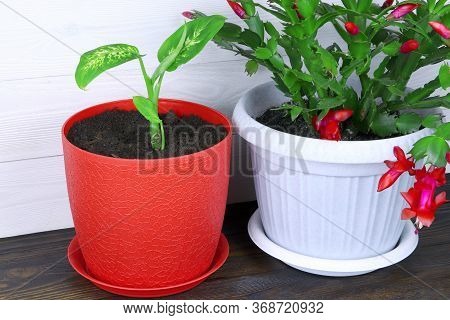 Dieffenbachia And Schlumbergera. House Plants In Red And White Pot On A Wooden Background. Dumbcane.