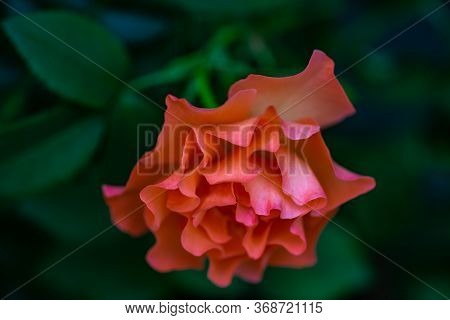 Blooming Hot Red Rose