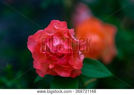 Blooming Hot Red Rose