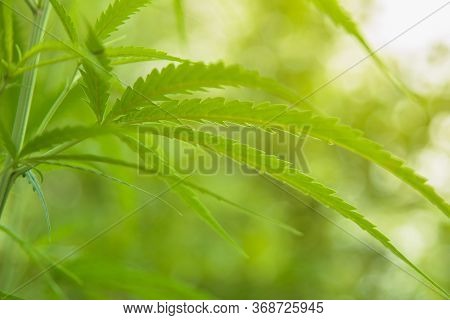 Green Cannabis Leaves On Blurred Background. Growing Medical Marijuana. Marijuana Leaves, Cannabis B