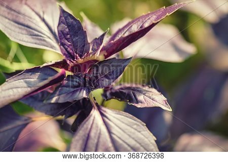 Dark Basilica Leaves.baselik Dark Opal. Ocimum Basilicum Dark Opal. Seasoning Of Basil Growing On Th