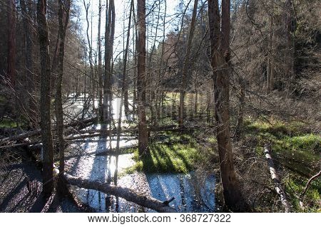 The View Of Nature At Tyresta National Park, Sweden.