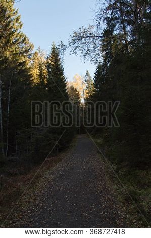 The View Of Road Through The Forest At Tyresta National Park, Sweden.