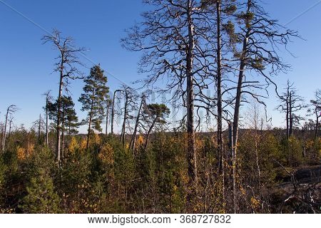 The View Of Trees At Tyresta National Park, Sweden.