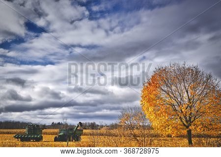 Markham, Ontario / Canada - Nov. 13, 2018: Late Harvest On Corn Field