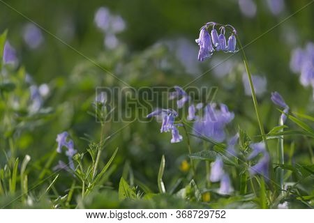 British Bluebell Close Up With A Blurred Background