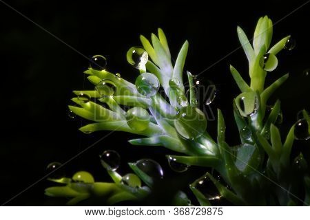 Super Macro Of Large Water Droplets On Hedge Foliage Against Black
