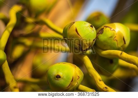 Fresh New Born Baby Coconuts On A Coconut Tree Plantation.cluster Of Fresh Baby Coconut Palm Fruits 