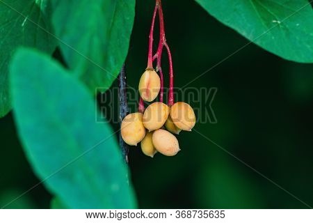 Some Fruits Of The Oemleria.  Vancouver Bc Canada