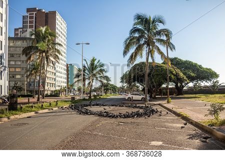 Durban City Centre Pigeons On Closed Road