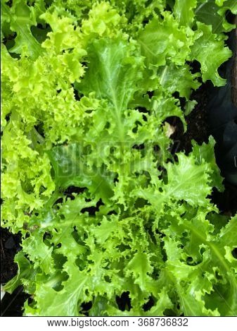 Photo Of The Green Curled Endive, Curly Endive Or Belgian Endive A Small, Cylindrical Head Of Lettuc