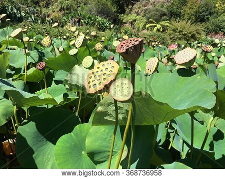 Photo Of The Plant, Nelumbo Nucifera, Indian Lotus, Sacred Lotus , Bean Of India, Egyptian Bean Or W