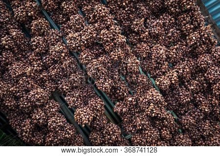 Shallots Red Onion (allium Ascalonicum) At Vegetable Garden Farmland In Northeast Of Thailand