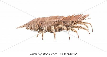 Stomatopods Isolated On White Background With Clipping Path , Dry Specimen Animal Marine .