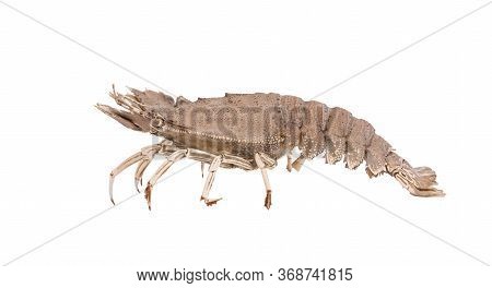 Stomatopods Isolated On White Background With Clipping Path , Dry Specimen Animal Marine .