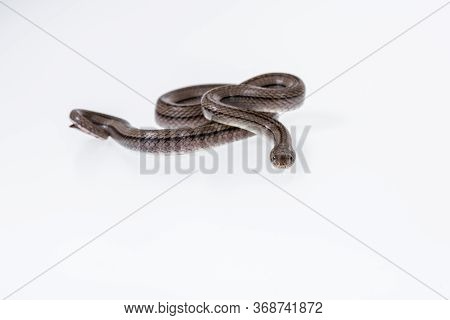 Striped Kukri Snake On White Background, Scientific Name:oligodon Taeniatus, Snake Of Thailand