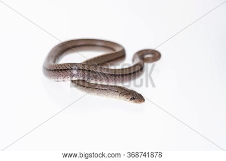 Striped Kukri Snake On White Background, Scientific Name:oligodon Taeniatus, Snake Of Thailand