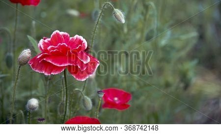 Poppy, Textured Front.may Poppies In The Meadow.fragile, Delicate Creature.white Border On The Poppy