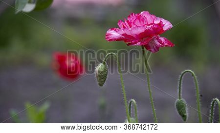 Poppy, Textured Front.may Poppies In The Meadow.fragile, Delicate Creature.white Border On The Poppy