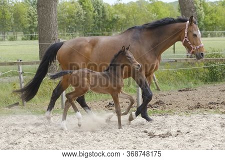Little Brown Foal, Trosts Next To The Mother, One Week Old, During The Day With A Countryside Landsc