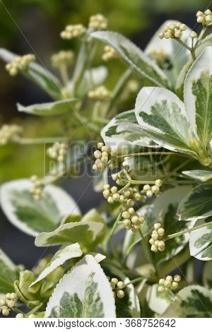 Wintercreeper Emerald Gaiety - Latin Name - Euonymus Fortunei Emerald Gaiety