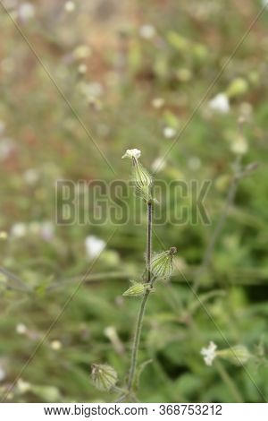 Unusual Campion - Latin Name - Silene Paradoxa