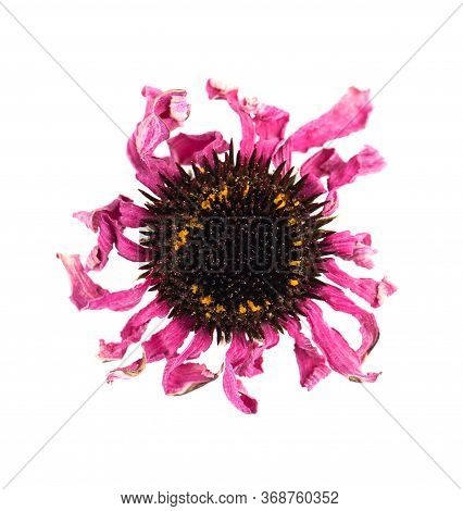 Dried Echinacea Flowers, Isolated On White Background. Petals Of Echinacea Purpurea. Medicinal Herbs