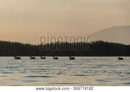 Pelicans Are Swiming On The Lake At The Sunrise
