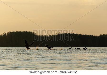 Pelicans Are Swimming Over The Lake And Feeding On The Lake At Sunrise.