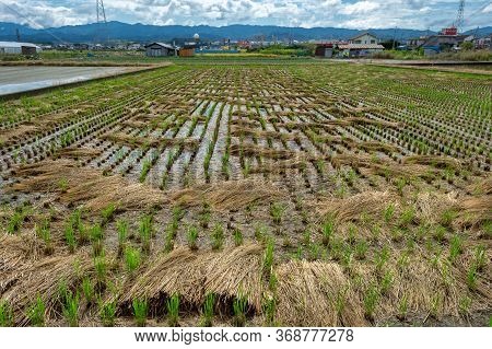 Izumisano, Osaka Prefecture / Japan - October 7, 2017: Rice Field In Izumisano City, Southern Suburb