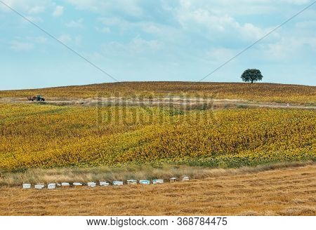 Tractor Working On Field During A Hot Day In Early Summer