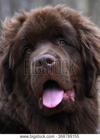 Looking Into The Sweet Face Of A Brown Newfoundland Dog.