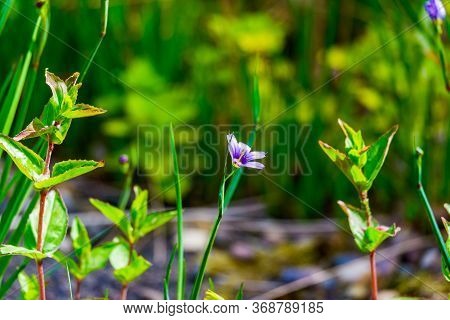Delicate Blue And Yellow Of Blue Cap